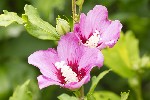 5dt27739 - Hibiscus syriacus