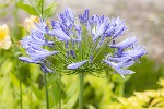 5dt27967 - Agapanthus africanus