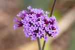 5dt27994 - Verbena bonariensis