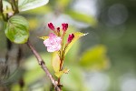 5dt28023 - Weigela florida