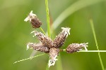 5dt28034 - Bolboschoenus maritimus