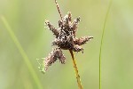 5dt28038 - Bolboschoenus maritimus