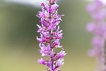 5dt28041 - Lythrum virgatum