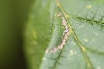 5dt28056 - Phyllonorycter nicellii