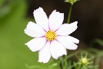 5dt28080 - Cosmos bispinnatus