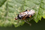 5dt28123 - Deraeocoris flavilinea