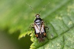 5dt28128 - Deraeocoris flavilinea