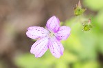 5dt28314 - Geranium endressii