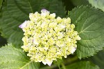 5dt28317 - Hydrangea macrophylla