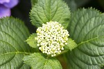 5dt28320 - Hydrangea macrophylla