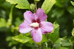 5dt28323 - Hibiscus syriacus