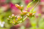 5dt28331 - Campsis grandiflora