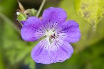 5dt28333 - Geranium wallichianum