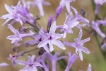 5dt28336 - Tulbaghia violacea