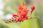 5dt28338 - Crocosmia aurea