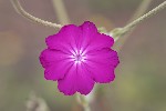 5dt28341 - Silene coronaria