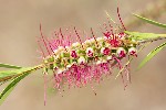 5dt28355 - Callistemon citrinus