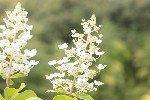 5dt28361 - Hydrangea paniculata