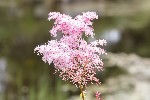 5dt28362 - Filipendula rubra