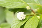 5dt28390 - Cephalanthus occidentalis