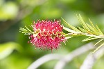 5dt28393 - Callistemon citrinus