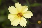 5dt28401 - Coreopsis lanceolata