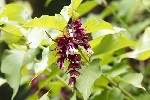 5dt28404 - Leycesteria formosa