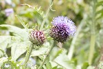 5dt28414 - Cynara cardunculus