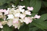 5dt28416 - Hydrangea paniculata