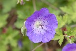 5dt28433 - Geranium wallichianum