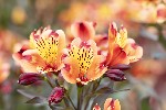 5dt28436 - Alstroemeria ligtu