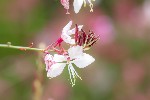 5dt28437 - Oenothera lindheimeri