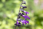 5dt28443 - Salvia guaranitica