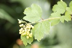 5dt28447 - Viburnum opulus