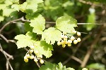 5dt28449 - Viburnum opulus