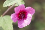 5dt28477 - Malva unguiculata