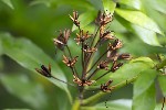 5dt28556 - Rhododendron ponticum