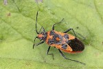 5dt28564 - Corizus hyoscyami