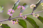 5dt28578 - Callicarpa dichotoma