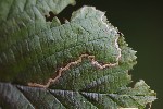 5dt28721 - Stigmella microtheriella