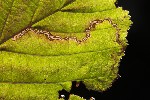 5dt28725 - Stigmella microtheriella