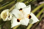 5dt28787 - Dietes bicolor