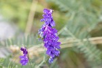 5dt28885 - Vicia cracca