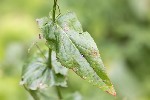 5dt28898 - Rumex arifolius