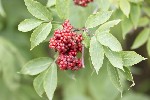 5dt28932 - Sambucus racemosa