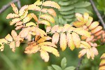 06/08/2023 - 5dt28939 - Bessans (73480)