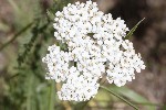 5dt28961 - Achillea millefolium