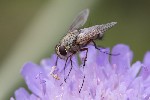 06/08/2023 - 5dt28964 - Bessans (73480)