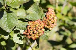 5dt28982 - Viburnum lantana