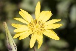 5dt29155 - Tragopogon pratensis